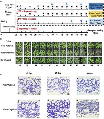 Responsiveness of Early Response to Dehydration Six-Like Transporter Genes to Water Deficit in Arabidopsis thaliana Leaves